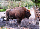 Elevage de Bisons du Palais 