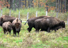 Elevage de Bisons du Palais 