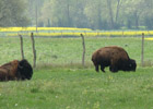 Elevage de Bisons du Palais 